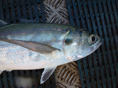Megalaspis cordyla