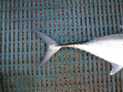 Megalaspis cordyla