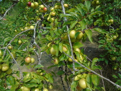 Prunus cocomilia