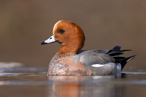 Canard siffleur
