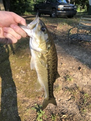 Micropterus henshalli