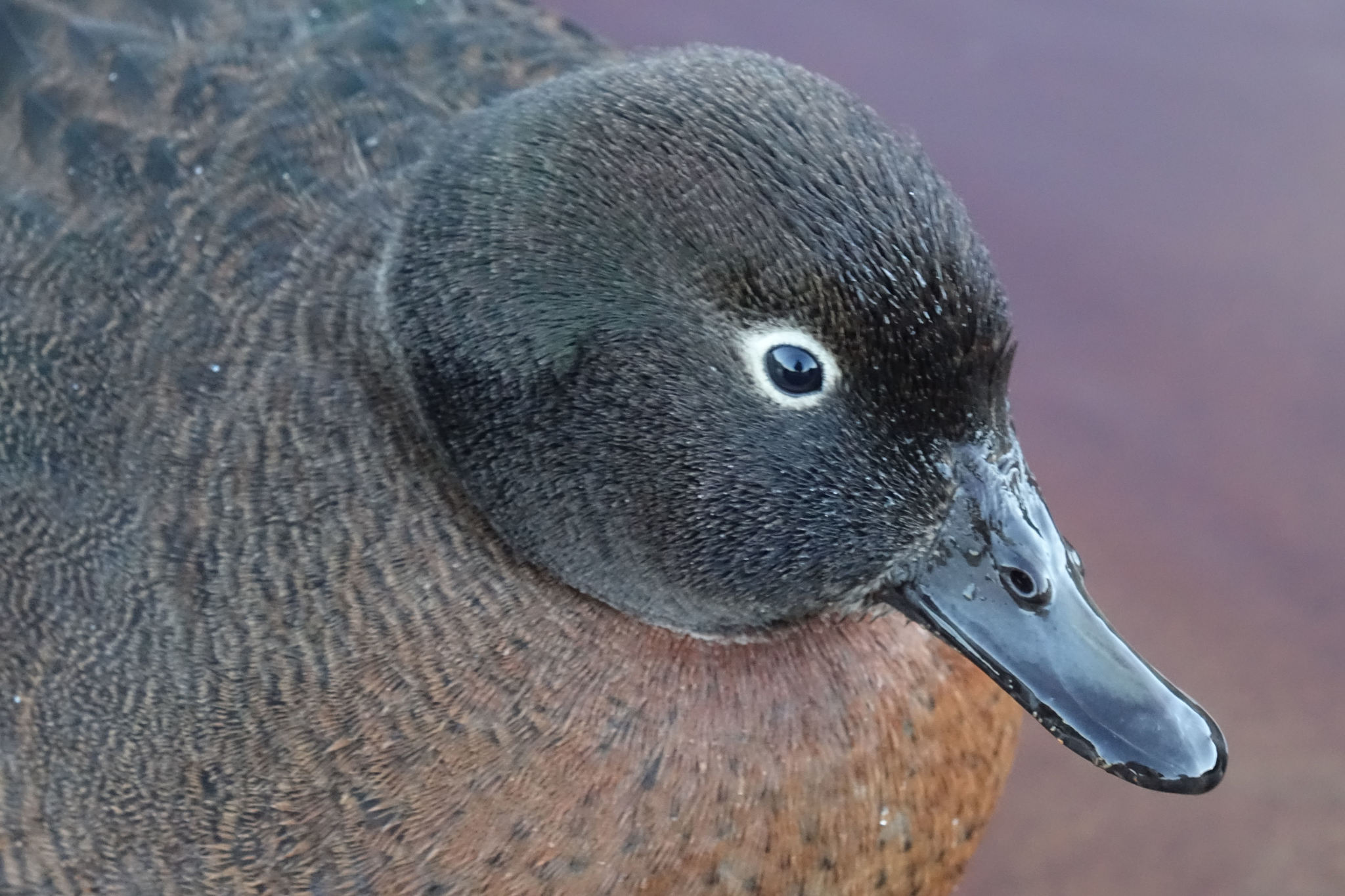 Campbell Islands Teal illustration