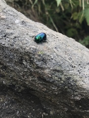 Oreina cacaliae