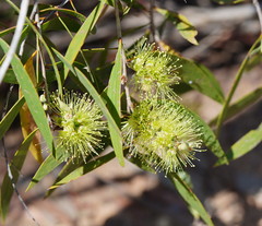 Melaleuca nervosa