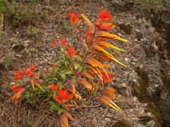 Castilleja integrifolia