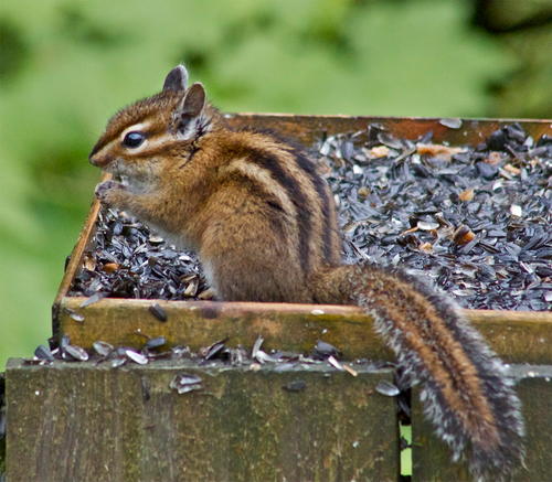 Townsend's Chipmunk