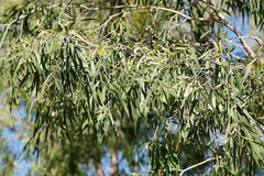 Melaleuca nervosa