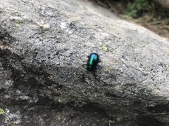 Oreina cacaliae