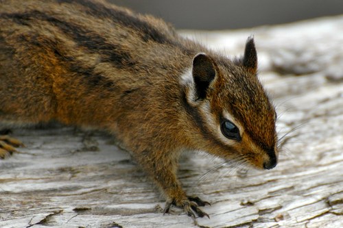 Townsend's Chipmunk