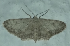 Idaea incisaria