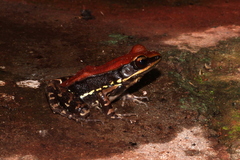 Hydrophylax bahuvistara