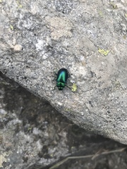 Oreina cacaliae