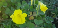 Oxalis compressa compressa