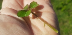 Oxalis compressa compressa
