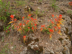 Castilleja integrifolia