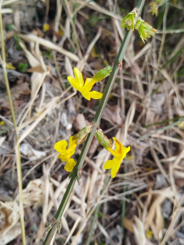 Image of Jasminum nudiflorum by (c) Ben Costamagna, some rights reserved (CC BY)