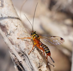 Echthromorpha agrestoria