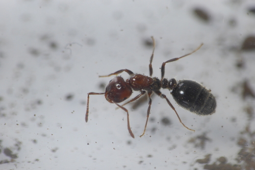 Monomorium medinaeMonomorium medinae