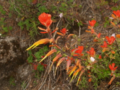 Castilleja integrifolia