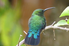 Eulampis holosericeus