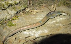 Chalcides striatus