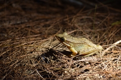 Chalcorana chalconota