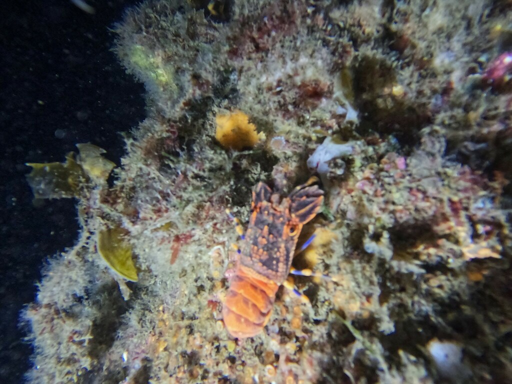 Acantharctus