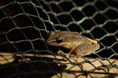 Chalcorana chalconota