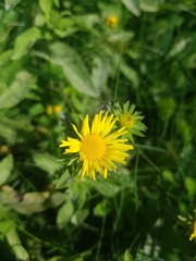 Pentanema britannica