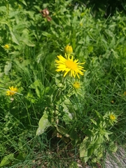 Pentanema britannica