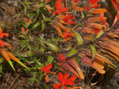 Castilleja integrifolia