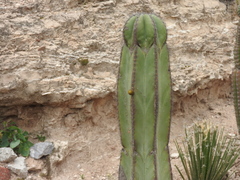Lophocereus marginatus