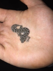 Pachydactylus maculatus