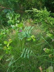Vicia sativa nigra