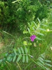 Vicia sativa nigra