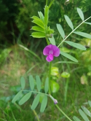 Vicia sativa nigra