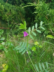 Vicia sativa nigra