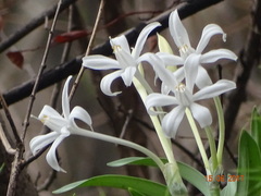 Pancratium parvum