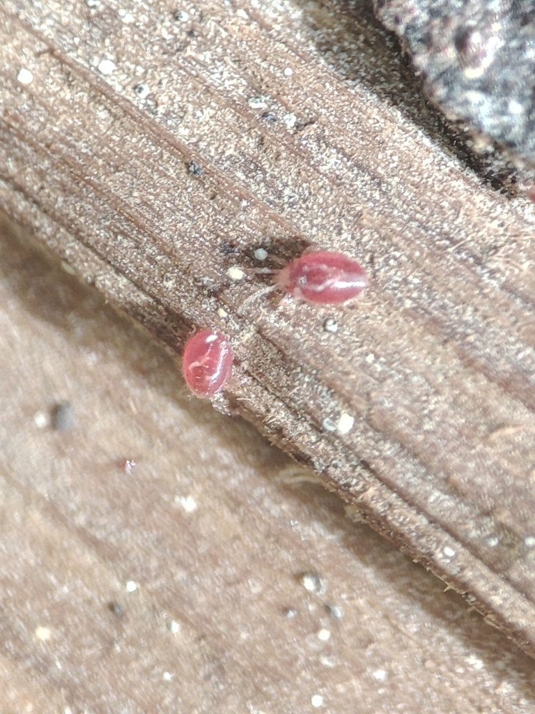 Steatonyssus