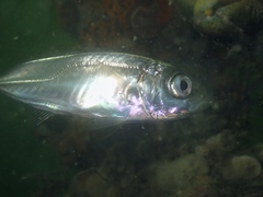 Trachurus trachurus