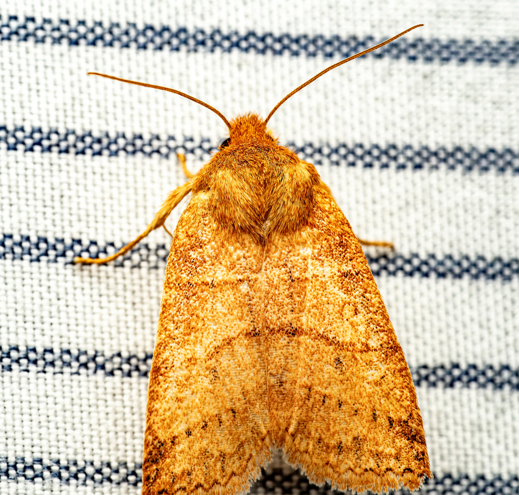 Pettit's Sallow