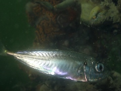 Trachurus trachurus