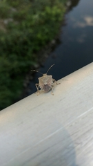Halyomorpha halys