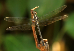 Cratilla lineata