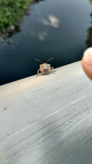Halyomorpha halys
