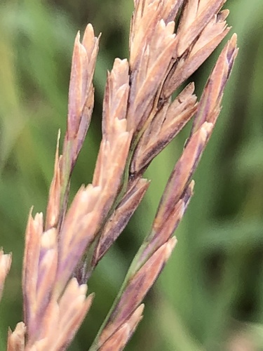 False Love Grass (Bewsia biflora)