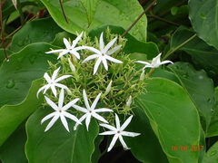 Jasminum malabaricum