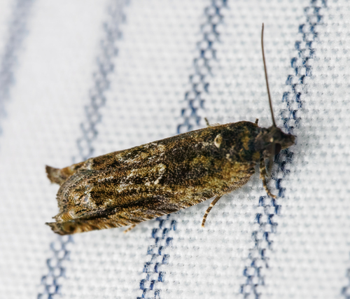 Pseudexentera haracana