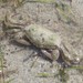 Seagrass Sentinel Crab - Photo (c) Matthew Connors, some rights reserved (CC BY-NC), uploaded by Matthew Connors