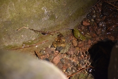 Limnonectes kuhlii